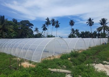 Desa Kresik Kembangkan Produksi Garam Krosok