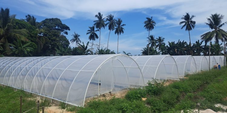 Desa Kresik Kembangkan Produksi Garam Krosok