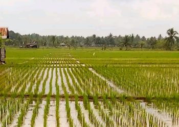 Desa Segihan Majukan Sektor Pertanian untuk Mewujudkan Ketahanan Pangan
