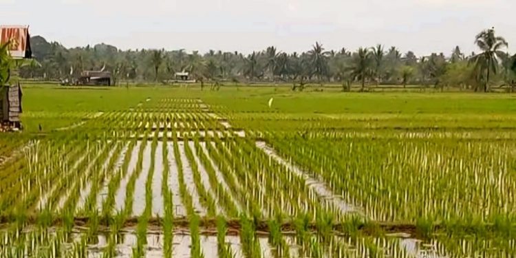 Desa Segihan Majukan Sektor Pertanian untuk Mewujudkan Ketahanan Pangan