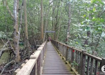 Mangrove Kampung Baru PPU: Wisata Edukasi Berbasis Konservasi