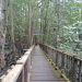 Mangrove Kampung Baru PPU: Wisata Edukasi Berbasis Konservasi