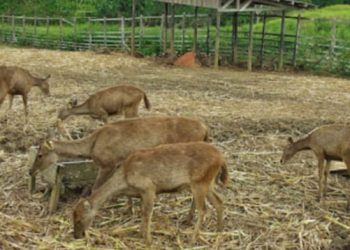 Penangkaran Rusa di Penajam Paser Utara: Wisata Edukasi dan Pelestarian Alam