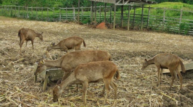 Penangkaran Rusa di Penajam Paser Utara: Wisata Edukasi dan Pelestarian Alam