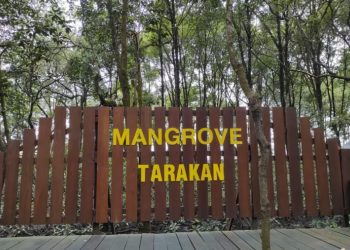 Kawasan Hutan Mangrove Tarakan: Harmoni Alam dan Pariwisata Edukasi