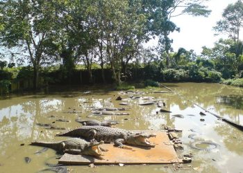 Menyaksikan Eksotisme Reptil di Penangkaran Buaya Teritip, Balikpapan