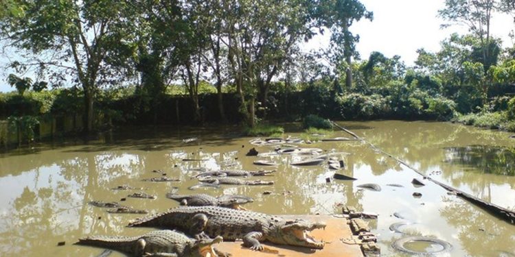 Menyaksikan Eksotisme Reptil di Penangkaran Buaya Teritip, Balikpapan