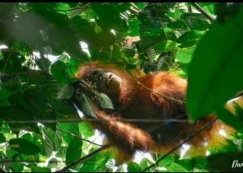 Mengintip Keindahan Alam dan Kehidupan Orangutan di Prevab Mentoko