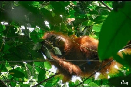 Mengintip Keindahan Alam dan Kehidupan Orangutan di Prevab Mentoko