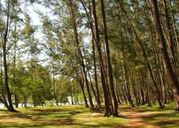 Menyelami Keindahan Alam: Hutan Pinus yang Menenangkan dan Segar