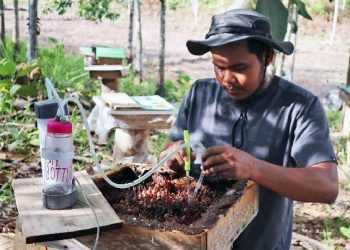 Sinergi Dorong Budidaya Madu Kelulut di Teluk Dalam, Warga Nikmati Manfaat Ekonomi