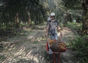 Minyak Merah Klekat, Harapan Baru untuk Pangan dan Ekonomi Warga Kembang Janggut