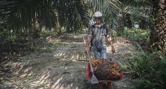 Minyak Merah Klekat, Harapan Baru untuk Pangan dan Ekonomi Warga Kembang Janggut