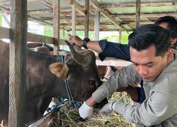 Kukar Awasi Ketat Hewan Kurban, Pastikan Bebas Penyakit Jelang Iduladha