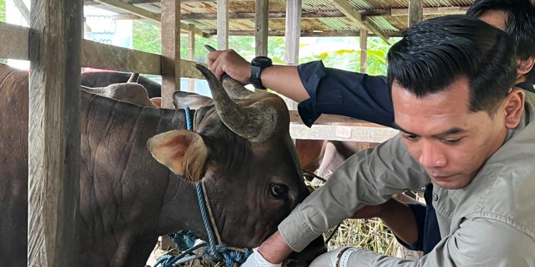Kukar Awasi Ketat Hewan Kurban, Pastikan Bebas Penyakit Jelang Iduladha