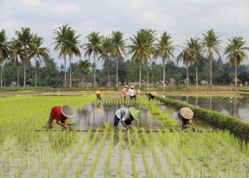 Jembayan Tengah Dorong Ketahanan Pangan Lewat Lahan Garapan dan Peran Pemuda
