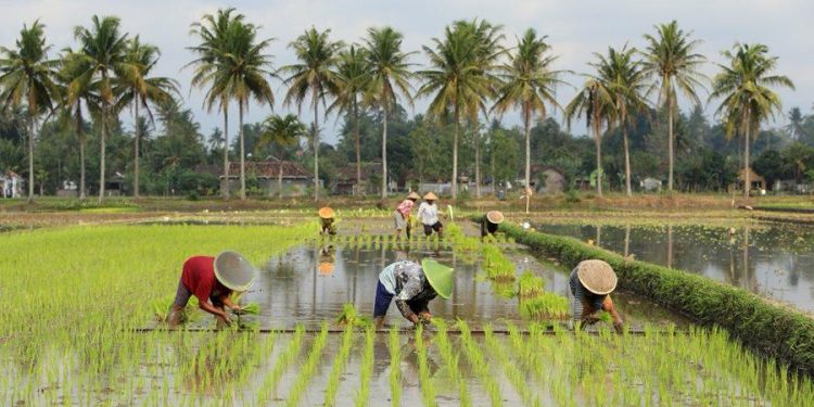 Jembayan Tengah Dorong Ketahanan Pangan Lewat Lahan Garapan dan Peran Pemuda