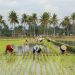 Jembayan Tengah Dorong Ketahanan Pangan Lewat Lahan Garapan dan Peran Pemuda