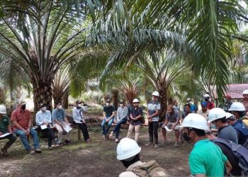Disbun Kukar Dorong Perkebunan Sawit Rakyat Lewat Skema CPCL