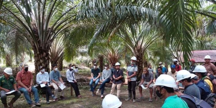 Disbun Kukar Dorong Perkebunan Sawit Rakyat Lewat Skema CPCL