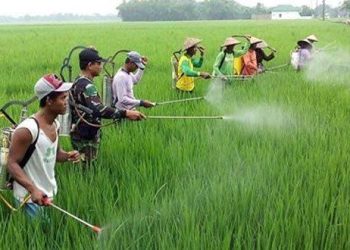 Distanak Kukar Laksanakan Pengendalian Hama Padi di Desa Loa Raya