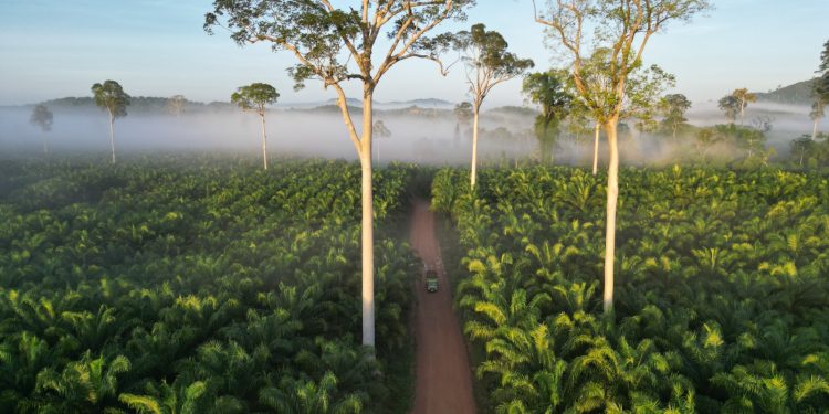 Di Balik Laba Sawit Rp442 M, Taruhan Besar Ada di Tanah Kaltim